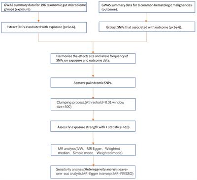 Refining the relationship between gut microbiota and common hematologic malignancies: insights from a bidirectional Mendelian randomization study